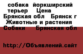 собака  йоркширский терьер  › Цена ­ 4 000 - Брянская обл., Брянск г. Животные и растения » Собаки   . Брянская обл.